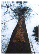 Suchy �wierk (Picea abies)